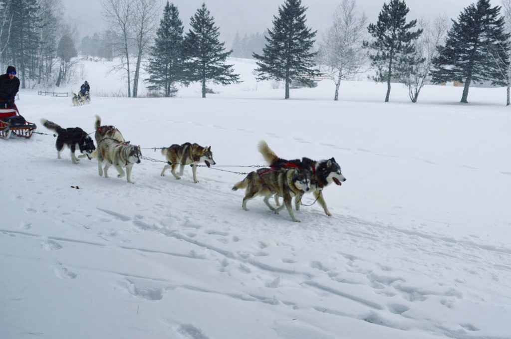 dog sledding in quebec city - landscape