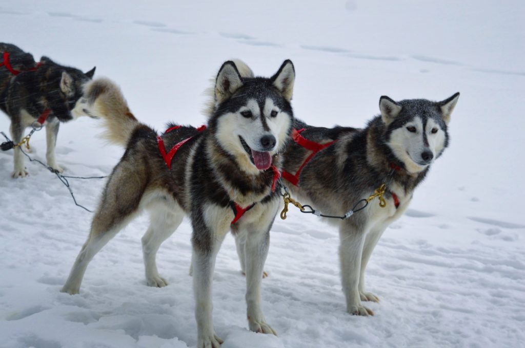 dog sledding in quebec city - beautiful dogs